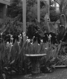 Longwood Garden - Fountains