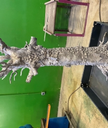 Blue Bromo Spirit Tree