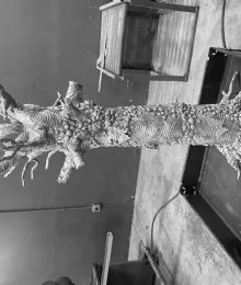 Blue Bromo Spirit Tree